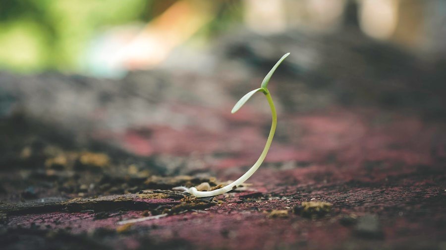 Welcoming L5 Capital and Making the Bioeconomy Real with Cellular Agriculture