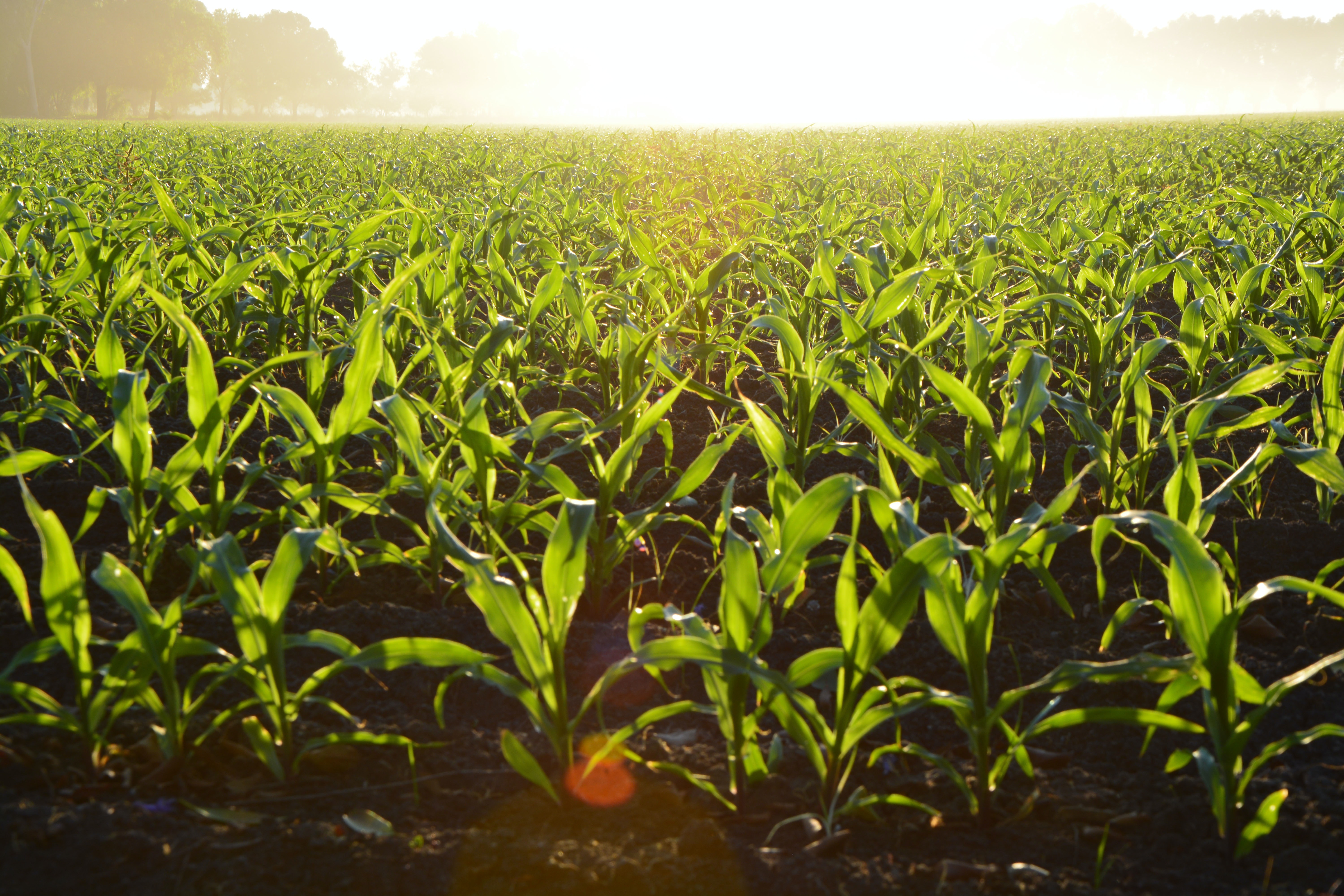 Cellular Agriculture Provides Viable Solution to Global Nutrient Pollution 